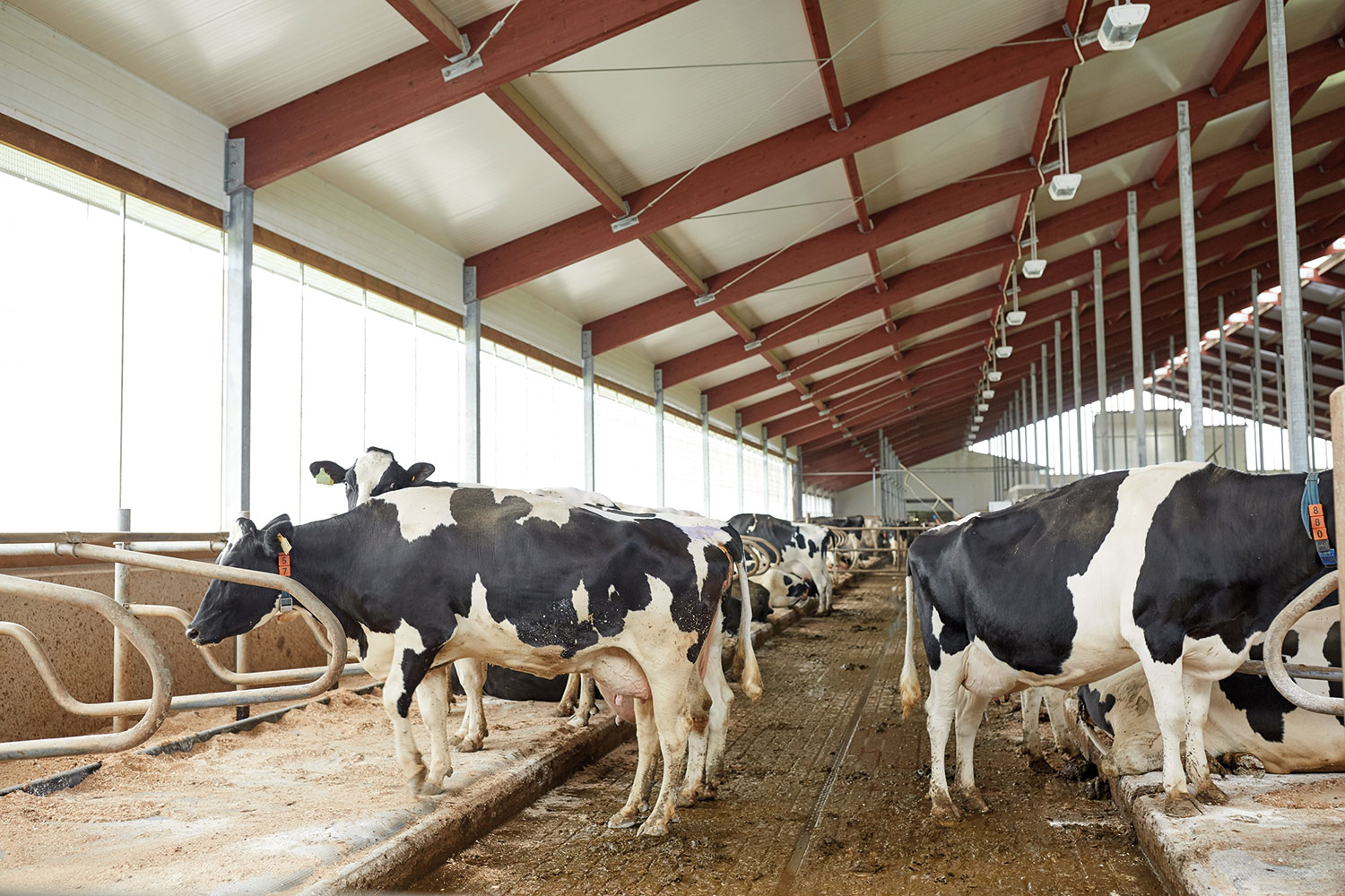 herd-of-cows-in-cowshed-stable-on-dairy-farm-PTYCLLT.jpg