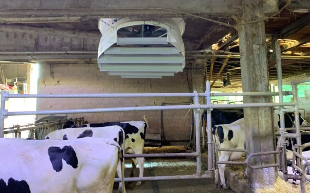 Ventilazione e raffrescamento per bovini: approfitta del PNRR