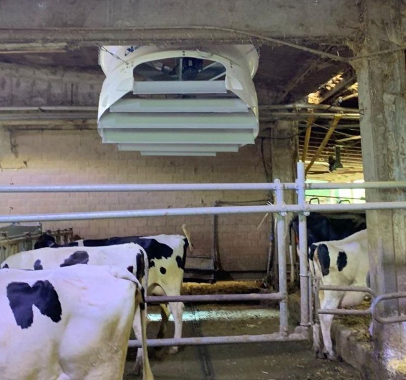 ventilazione e raffrescamento per bovini