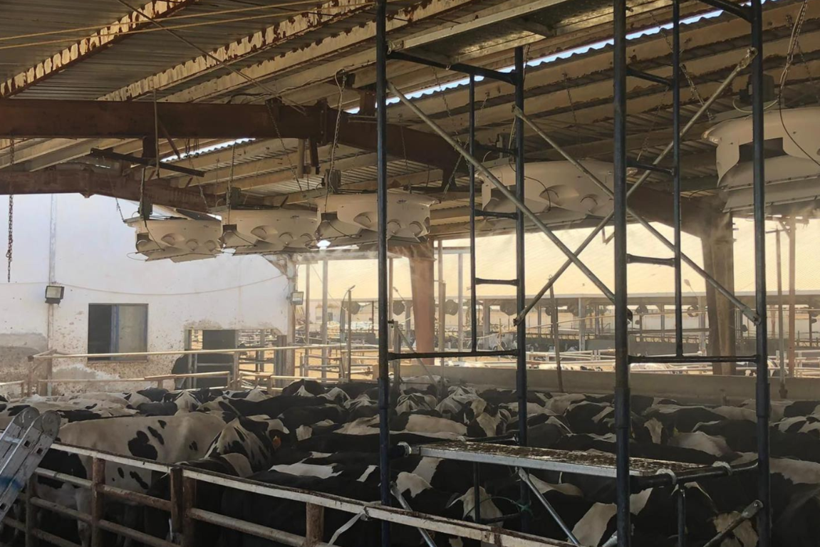 Sistema di raffrescamento Erilon per il più grande allevamento di bovini al mondo