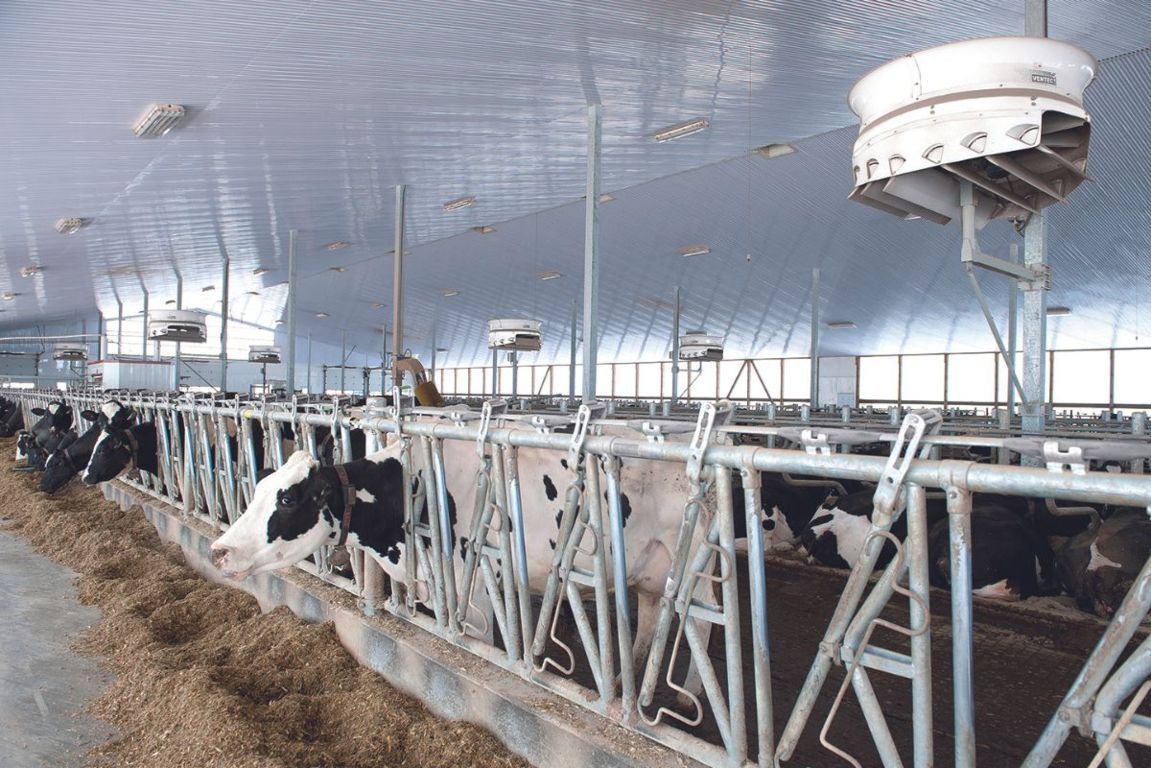 Come garantire il benessere dei bovini da latte con le soluzioni Erilon
