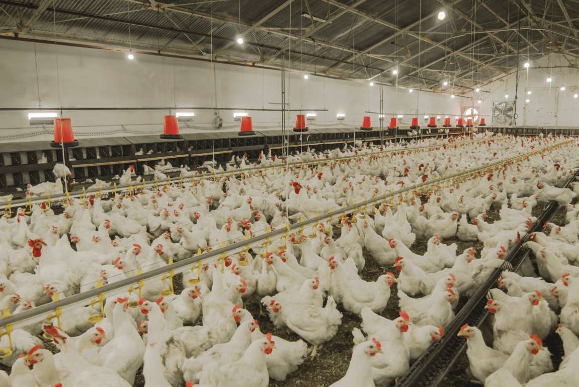 Illuminazione per pollaio: scegli un impianto Erilon