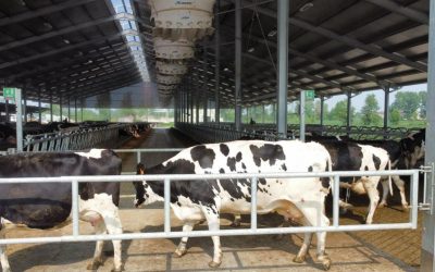 La qualità dell’aria all’interno delle stalle: come influisce sulla salute degli animali