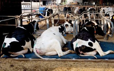 Materassini per cuccette bovini: i vantaggi