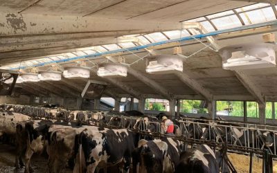 Abbattere il caldo in stalla: scopri come con il progetto Ecoenergygreen di Erilon
