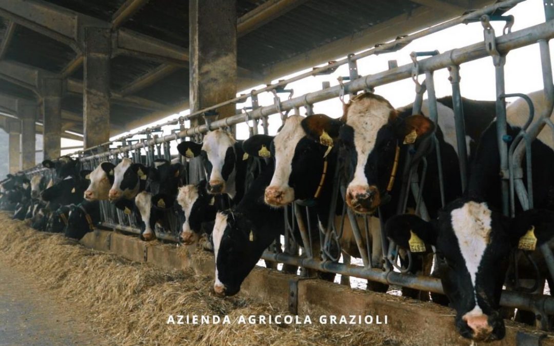 Ventole per stalle: il caso dell’azienda agricola Grazioli