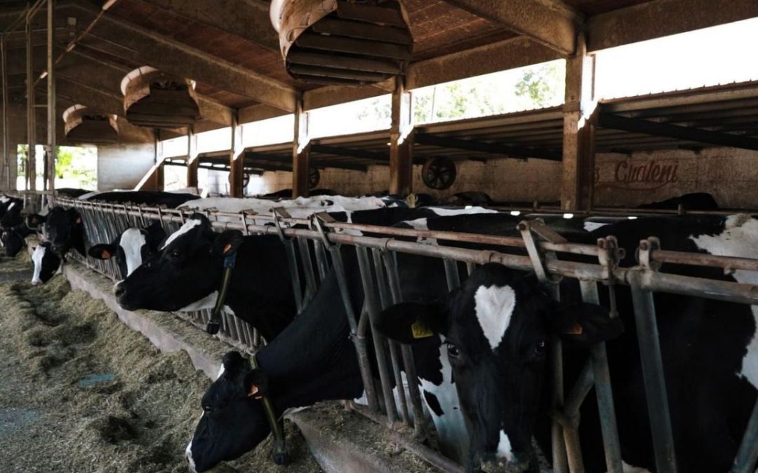 Ventilatori per stalle bovini: il caso dell’Azienda Agricola Gualeni