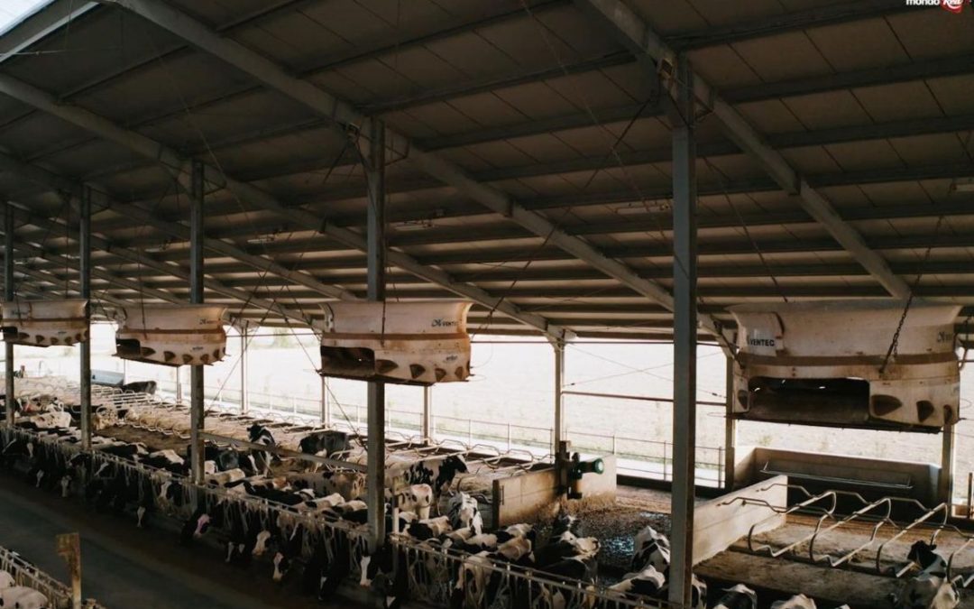 Impianto ventilazione e raffrescamento bovini. Il caso dell’Azienda Agricola Zanesi