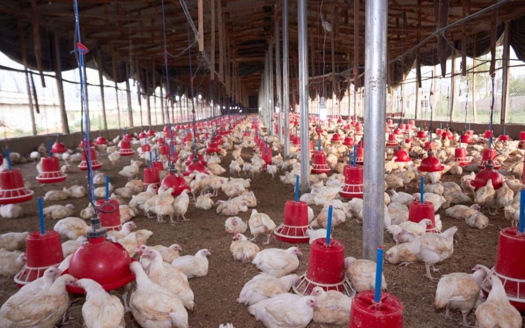 Sistemi di ventilazione per avicoltura