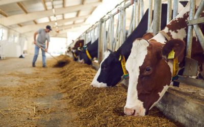 Autocatture per bovini con sistema anti-soffocamento: soluzioni innovative per il benessere animale