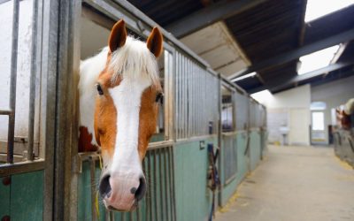 Come migliorare il benessere dei cavalli nei box