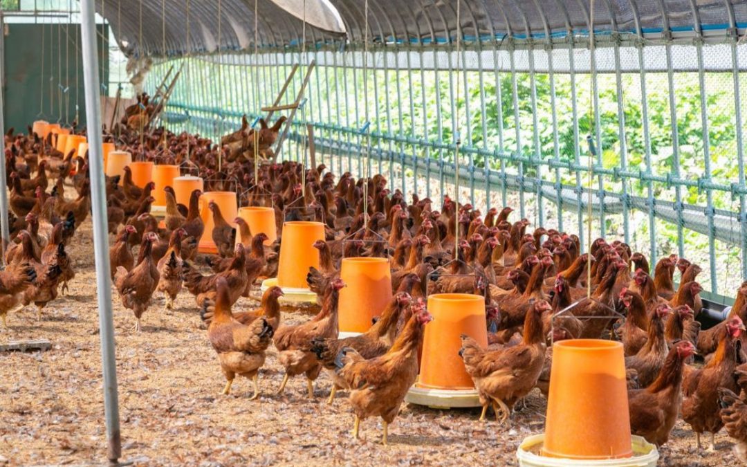 Come migliorare il benessere dei polli da allevamento