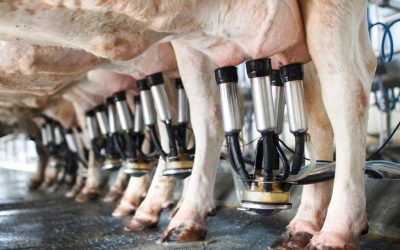 L’importanza della salute podale nelle bovine da latte
