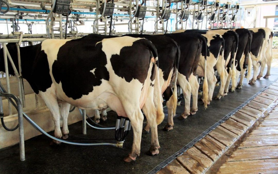 Benessere delle bovine da latte: i punti critici da considerare