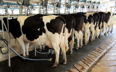Benessere delle bovine da latte: i punti critici da considerare