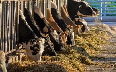 I benefici del benessere per gli animali, gli allevatori e i consumatori