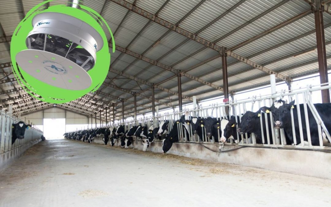 Nebulizzazione: come raffrescare i bovini in stalla