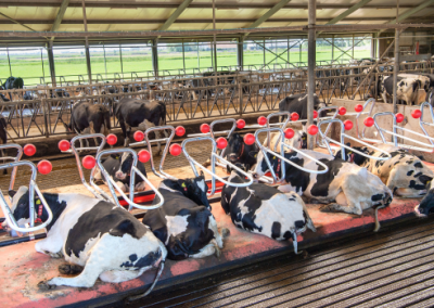 MPV DREAMSTALL 060 klein